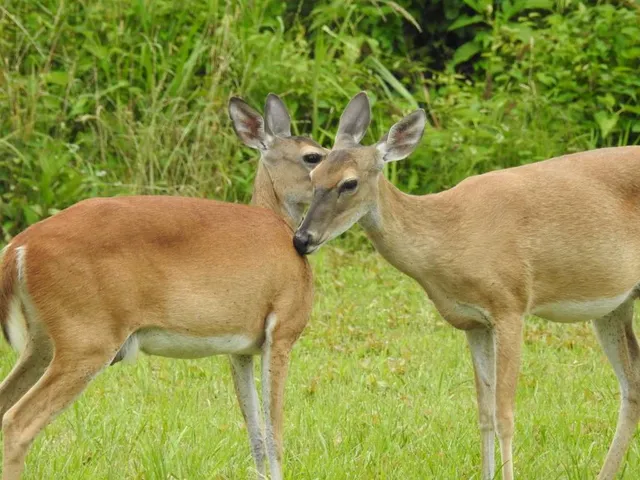 a view of a volley ball court