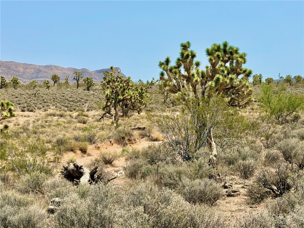 26681 Yucca Meadview, AZ 86444 - Photo 2 of 25 a view of a bunch of trees in a city