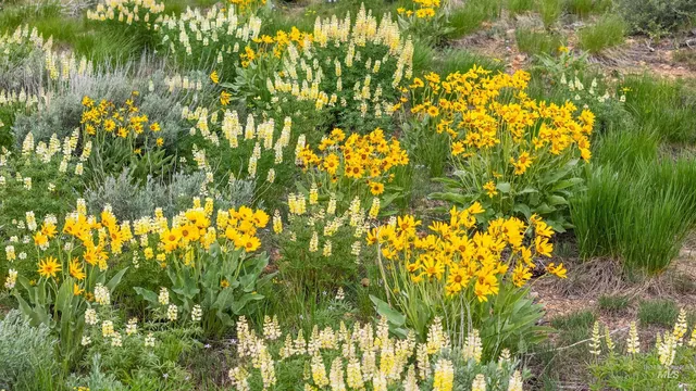 $199,999 | Tbd Homestead Road, Fairfield, ID 83327