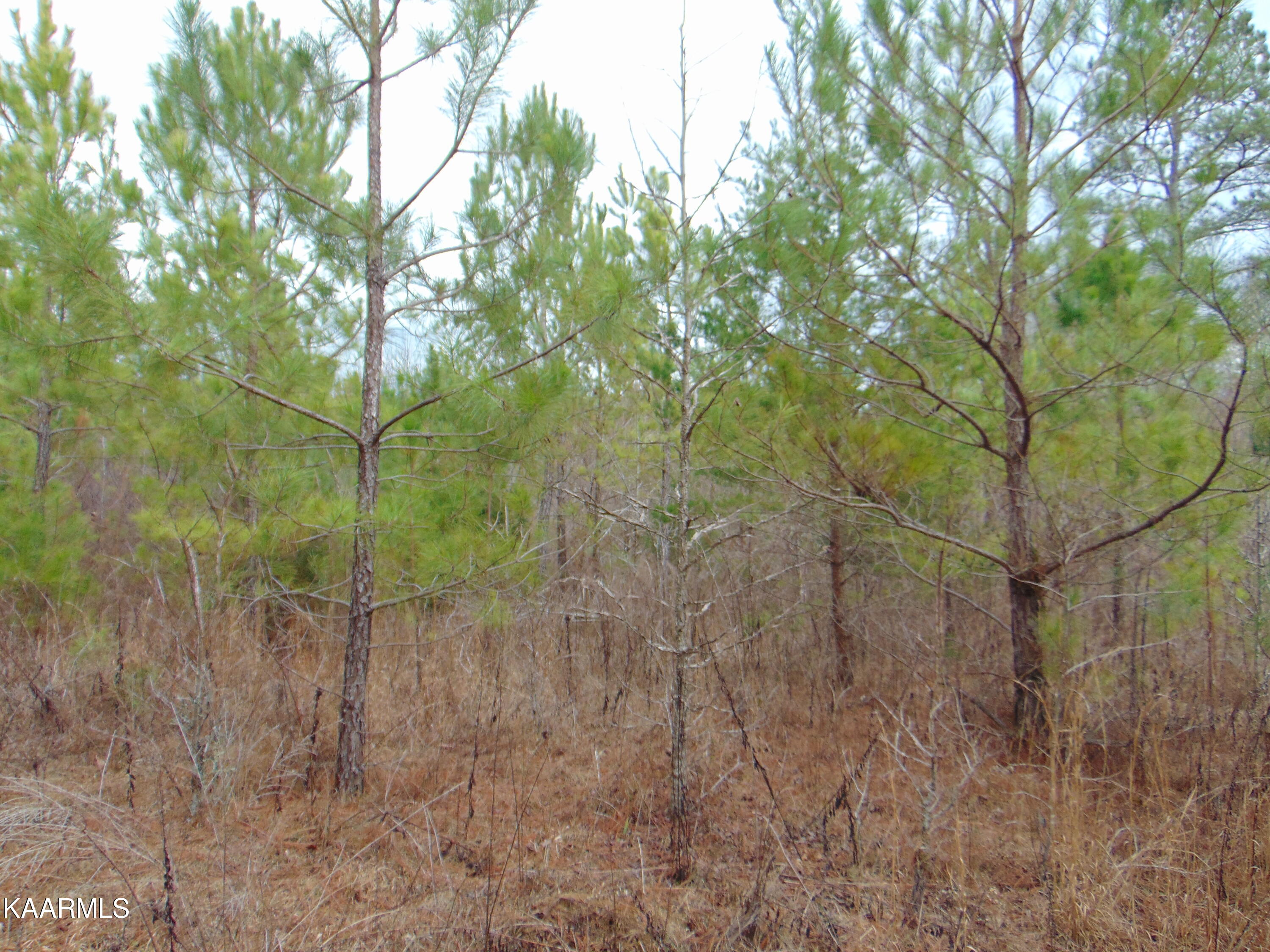 14 Athens Road Calhoun, TN 37309 - Photo 33 of 50 DSC02372