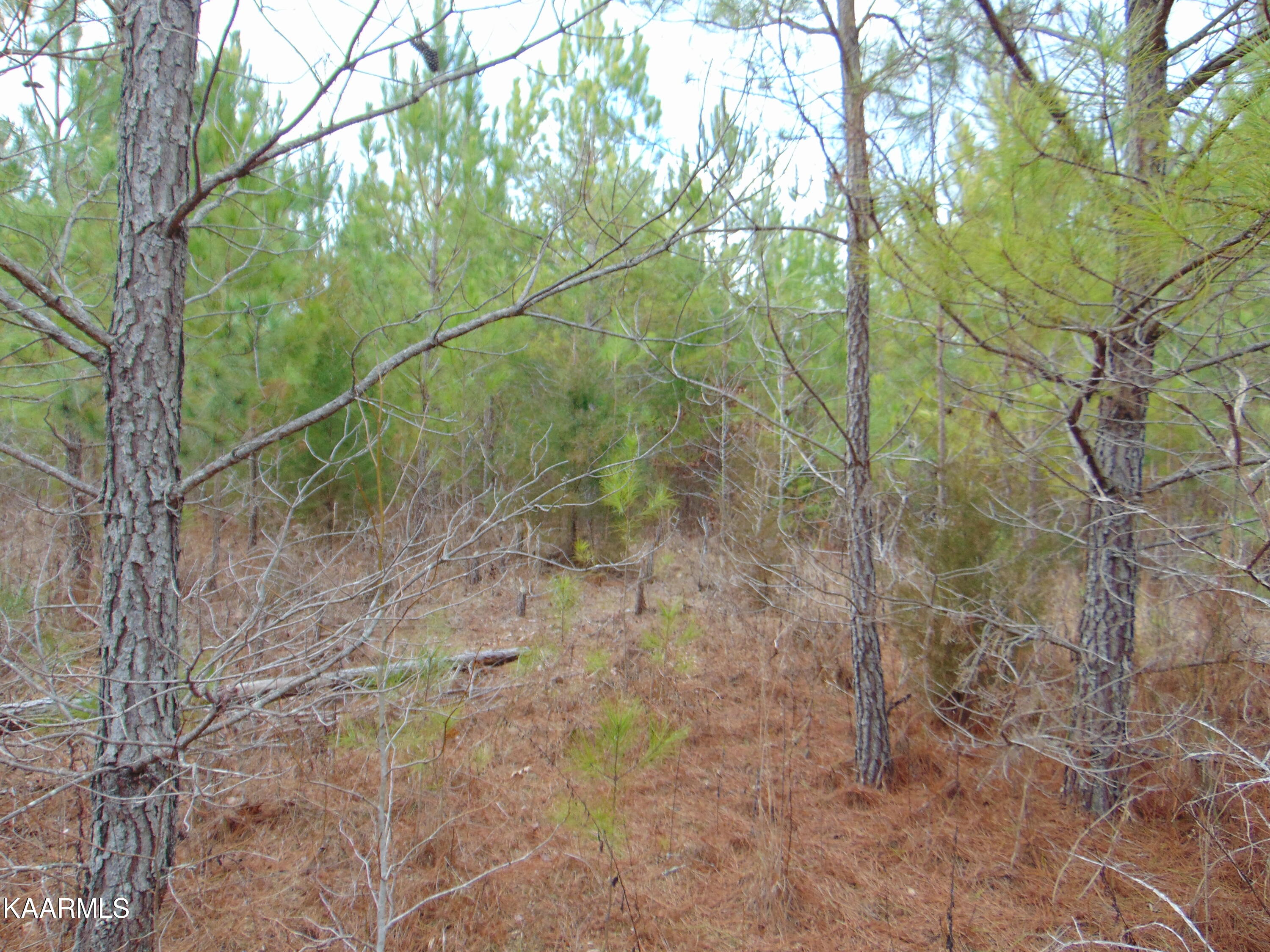 14 Athens Road Calhoun, TN 37309 - Photo 34 of 50 DSC02373