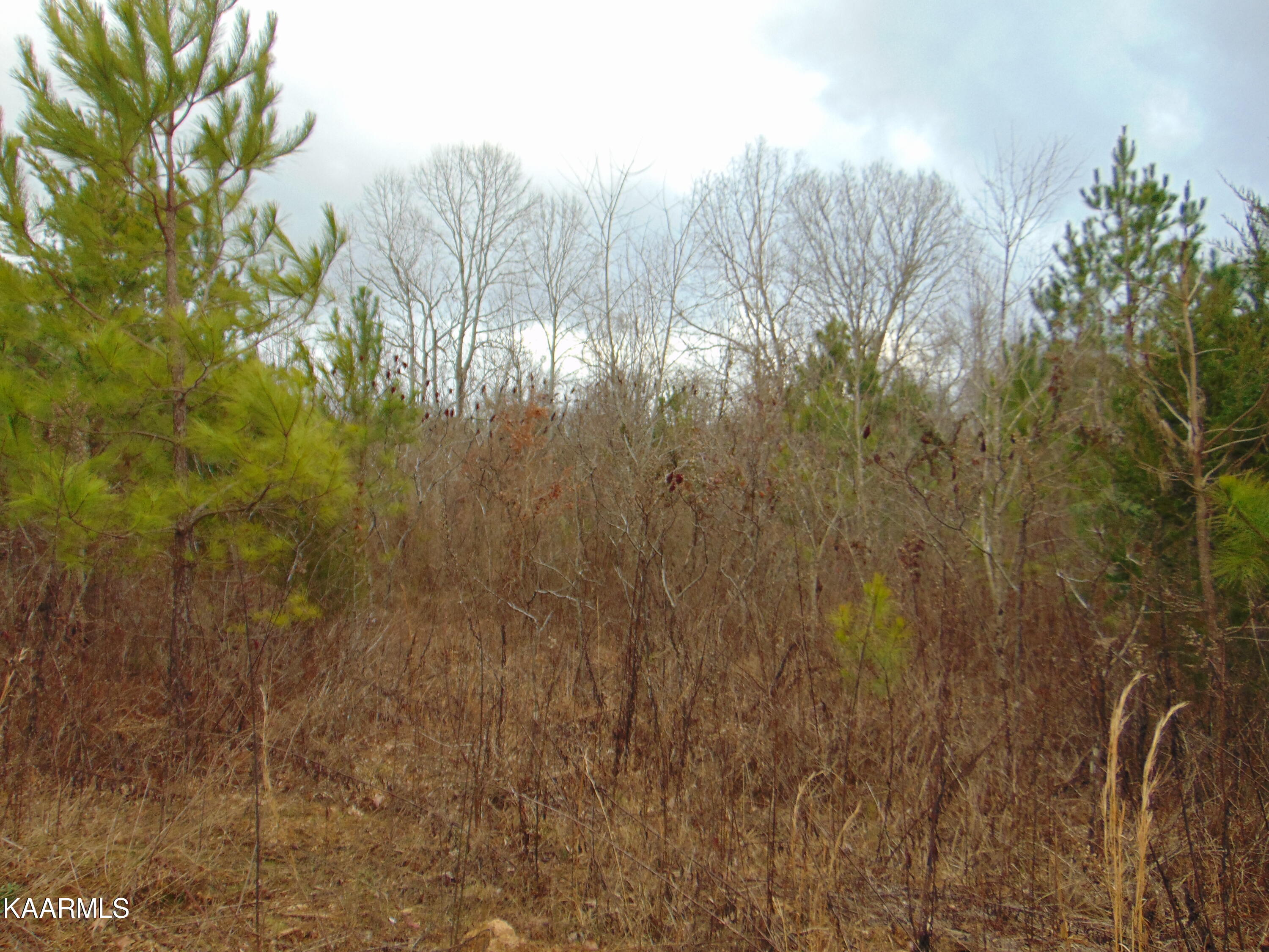 14 Athens Road Calhoun, TN 37309 - Photo 38 of 50 DSC02377