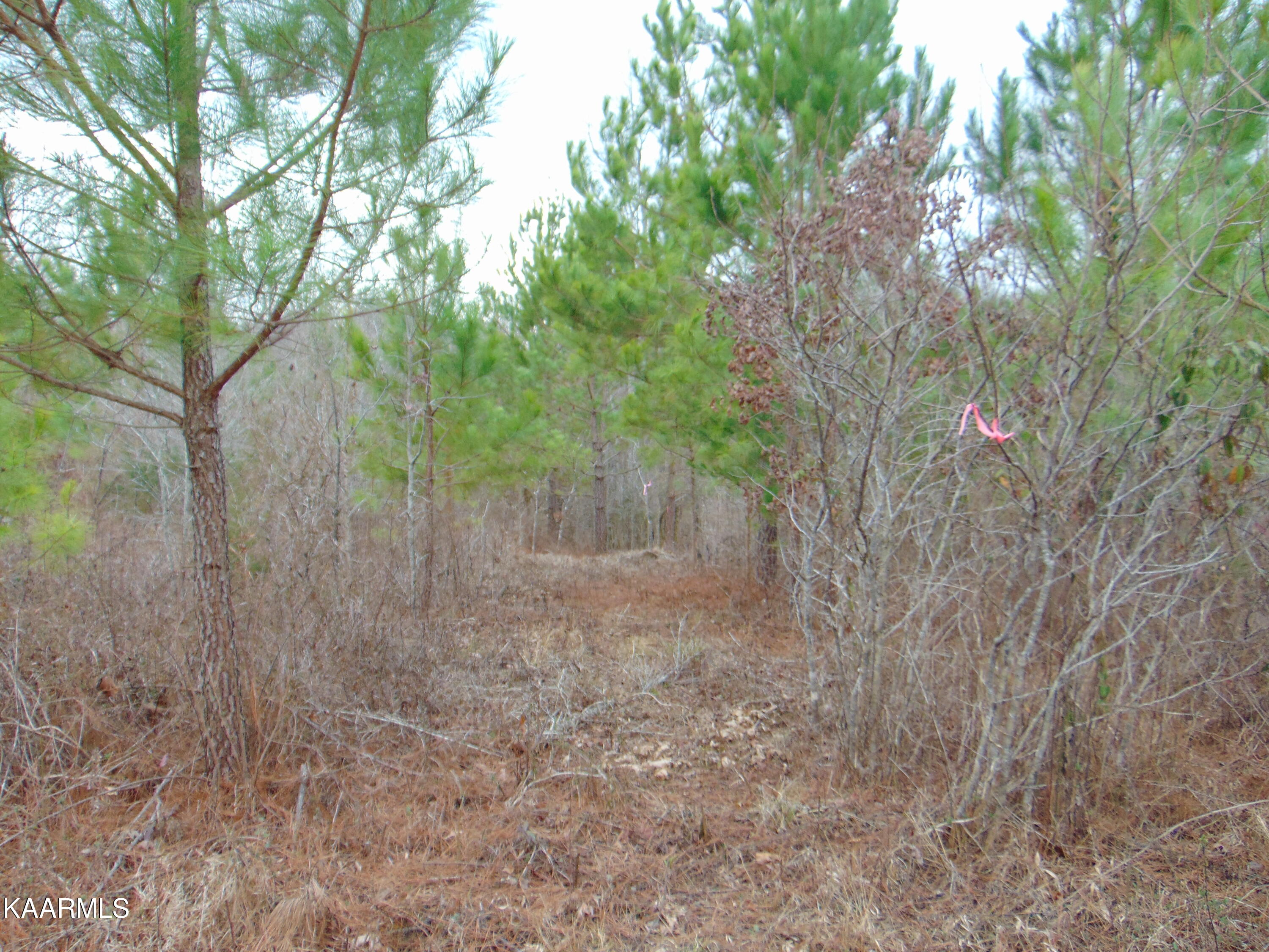 14 Athens Road Calhoun, TN 37309 - Photo 41 of 50 DSC02380