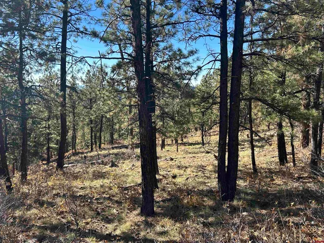 a view of a forest filled with trees