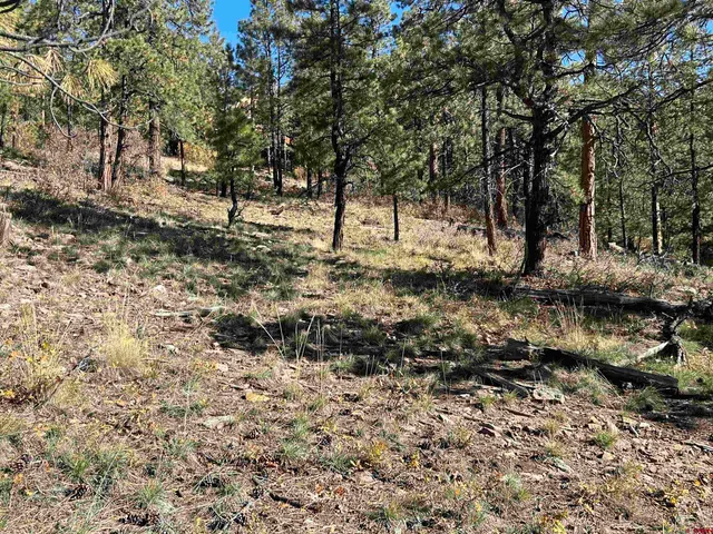 a view of a yard with plants and trees