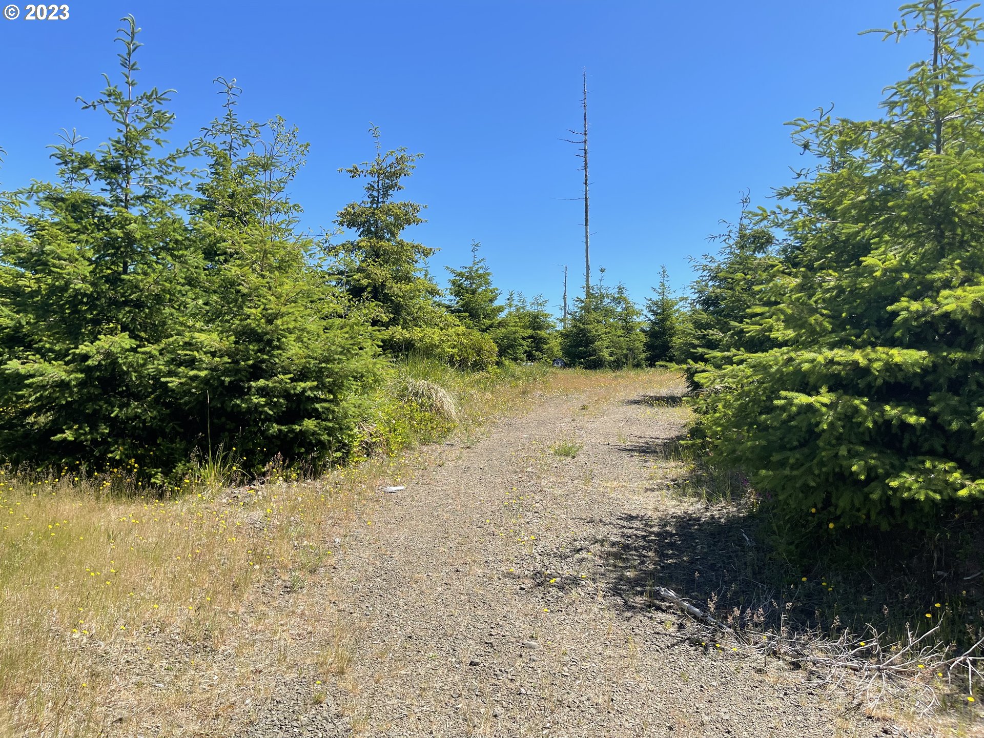0 Elk River Road Port Orford, OR 97465 - Photo 4 of 20 a view of a yard with plants and a bench