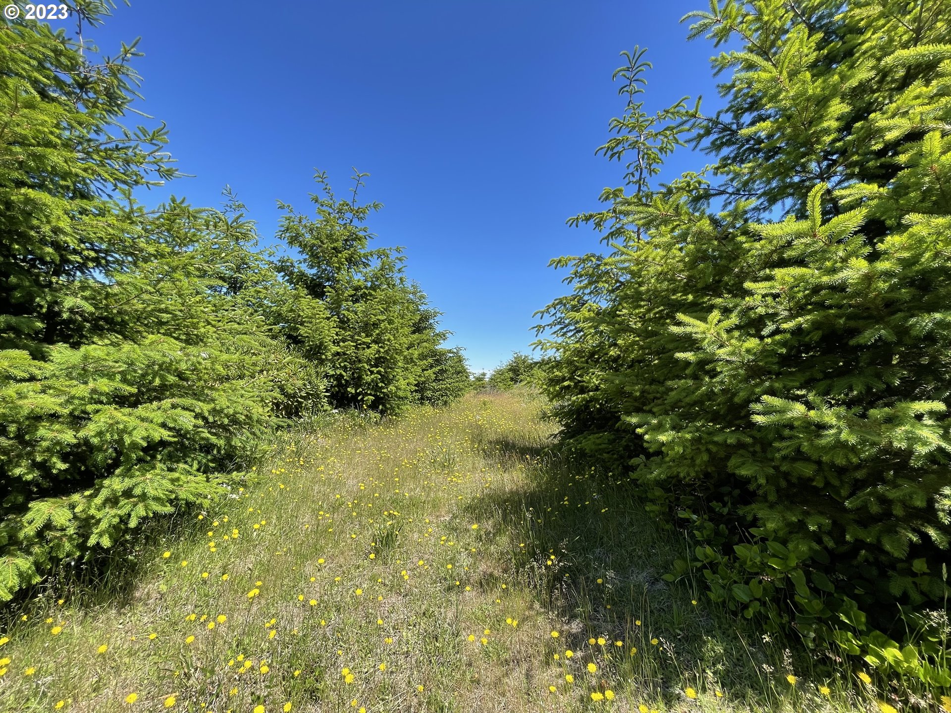 0 Elk River Road Port Orford, OR 97465 - Photo 5 of 20 a view of a big yard with lots of bushes