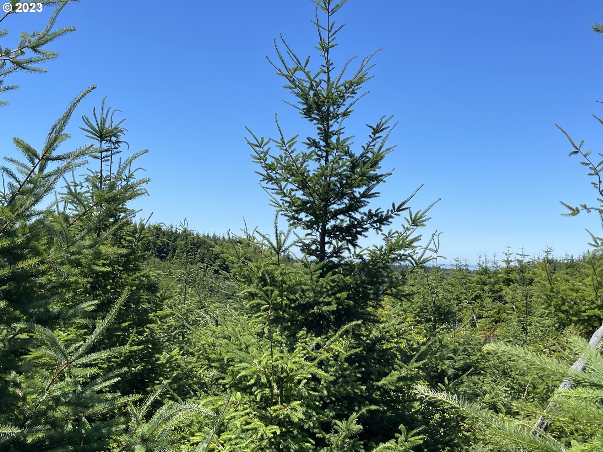 0 Elk River Road Port Orford, OR 97465 - Photo 6 of 20 a plant that is in a garden