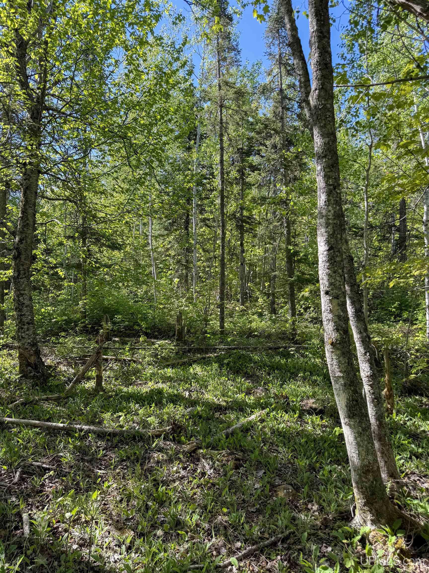 Lot A Gratiot River Road Calumet, MI 49913 - Photo 11 of 35