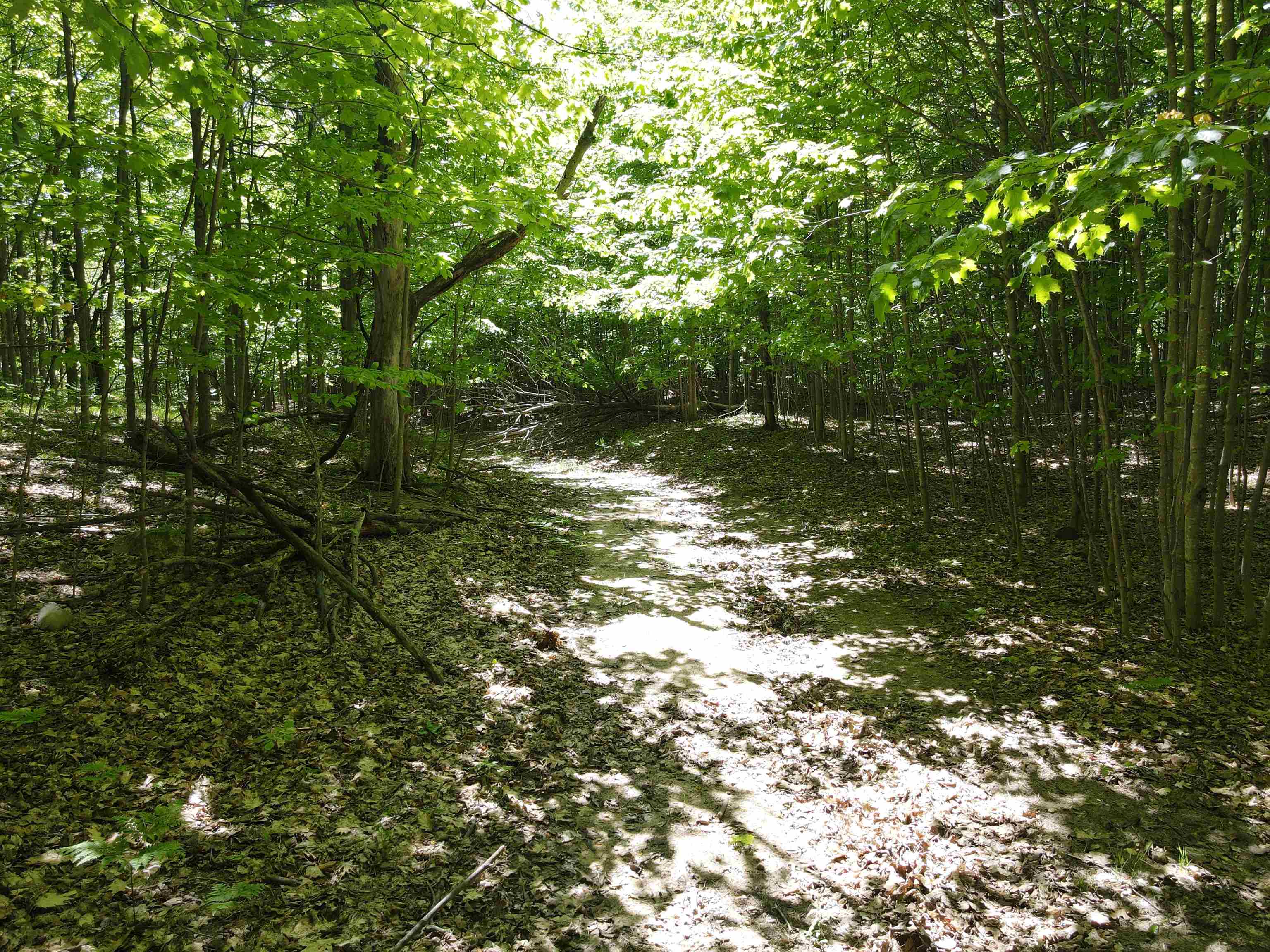 0 South Schomberg Road Cedar, MI 49621 - Photo 8 of 70