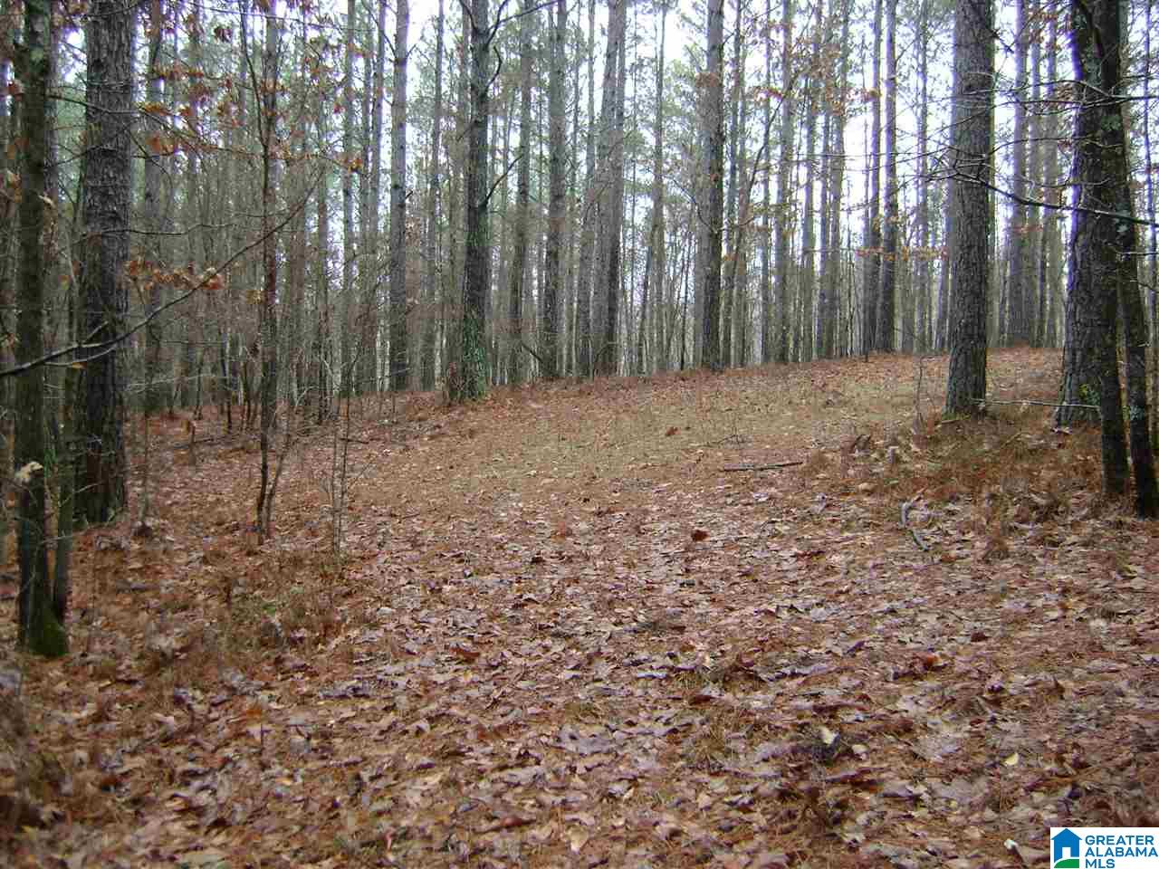 47586 Highway 25 Sterrett, AL 35147 - Photo 13 of 20