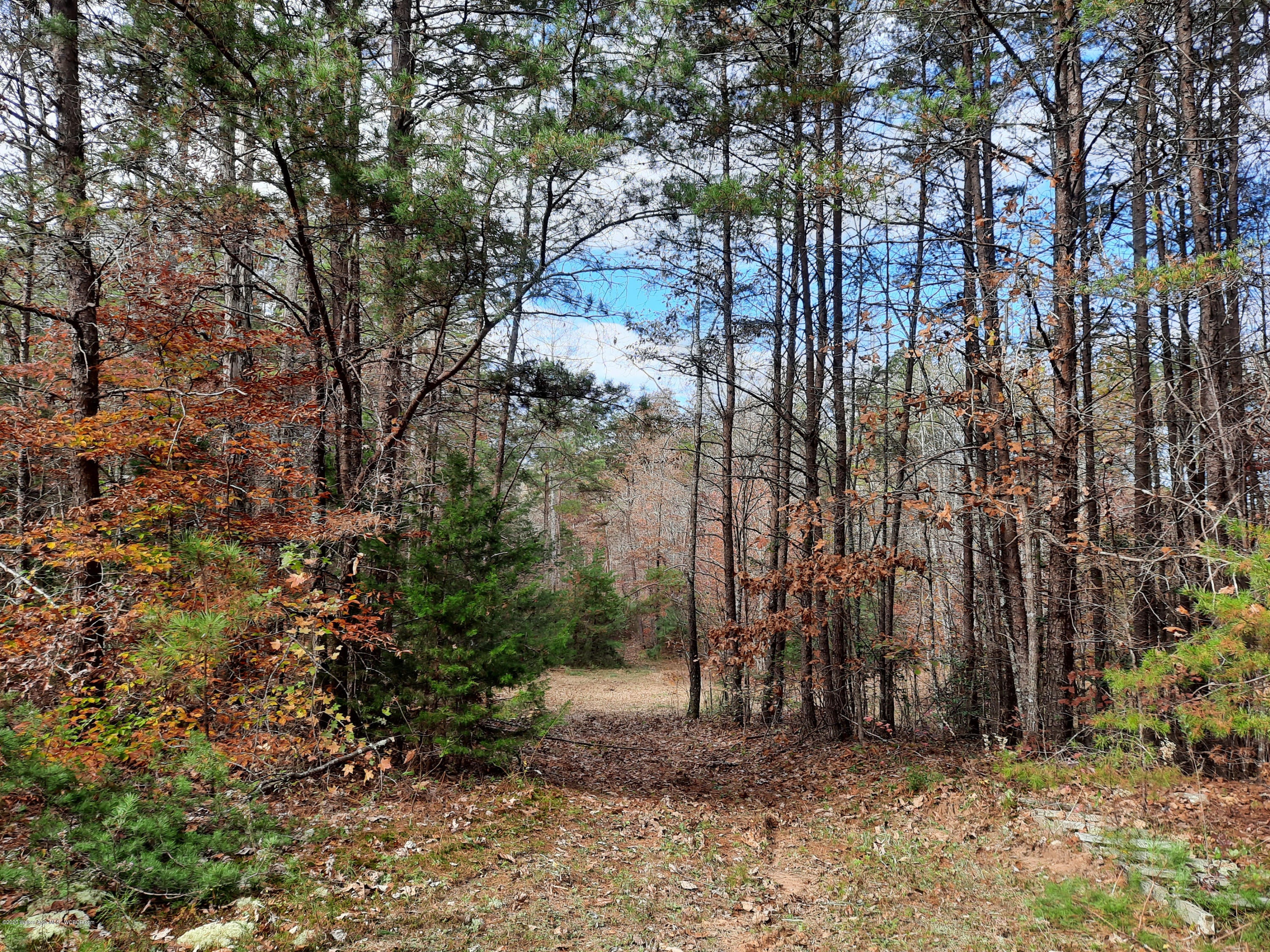 3436 County Road Haleyville, AL 35565 - Photo 7 of 8 Gallery Image 7
