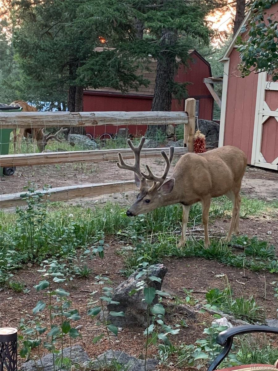 255 Raccoon Circle Evergreen, CO 80439 - Photo 3 of 19