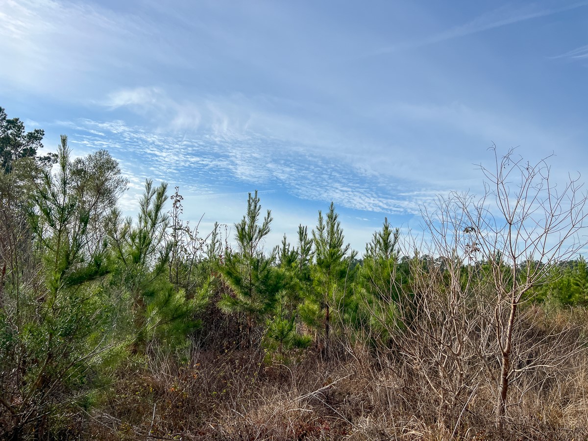 T-2 T-2 Tall Cotton Road Saratoga, TX 77585 - Photo 18 of 34