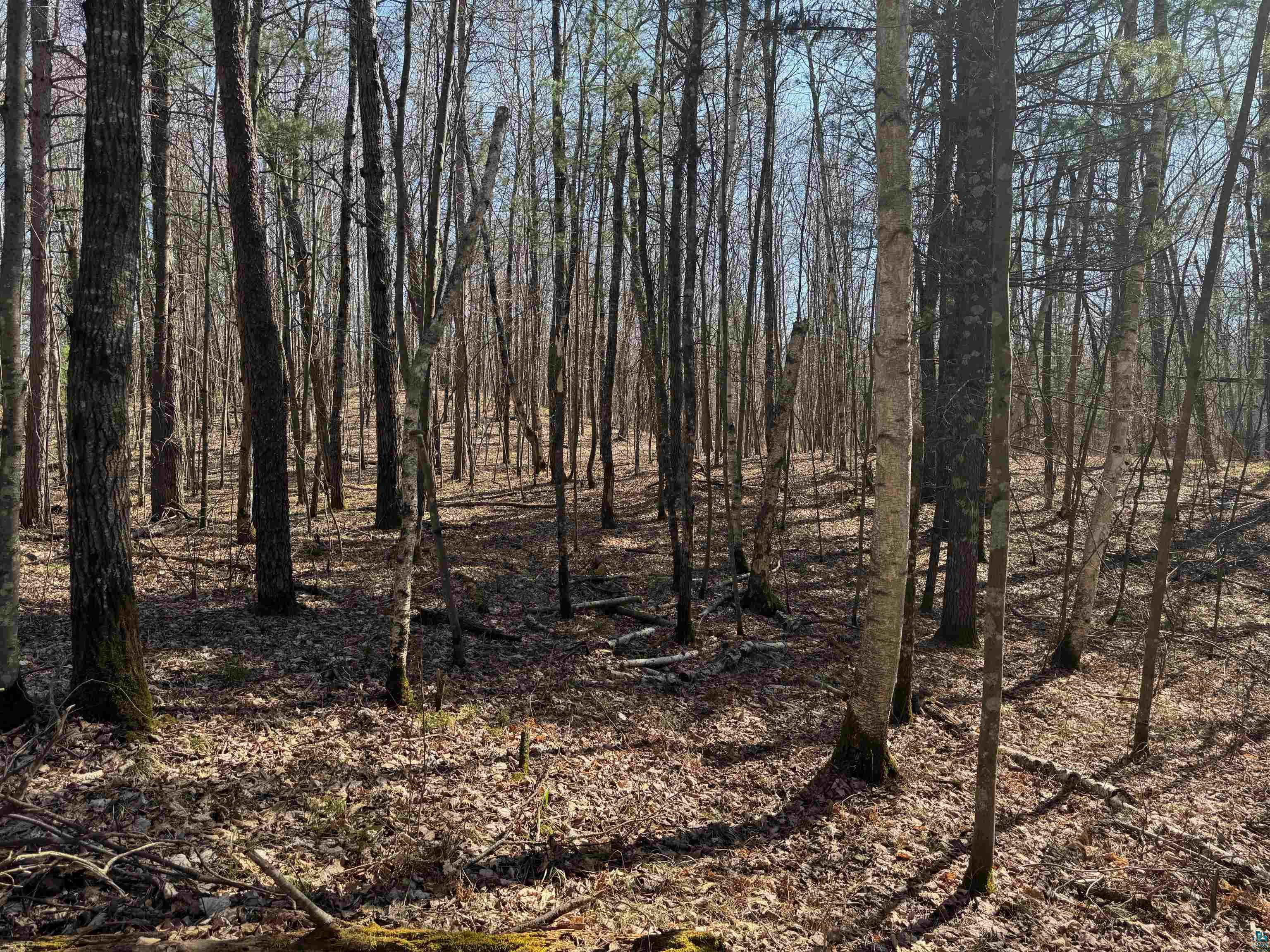 5-acres On Spring Lake Road Trego, WI 54888 - Photo 11 of 16 View of nature