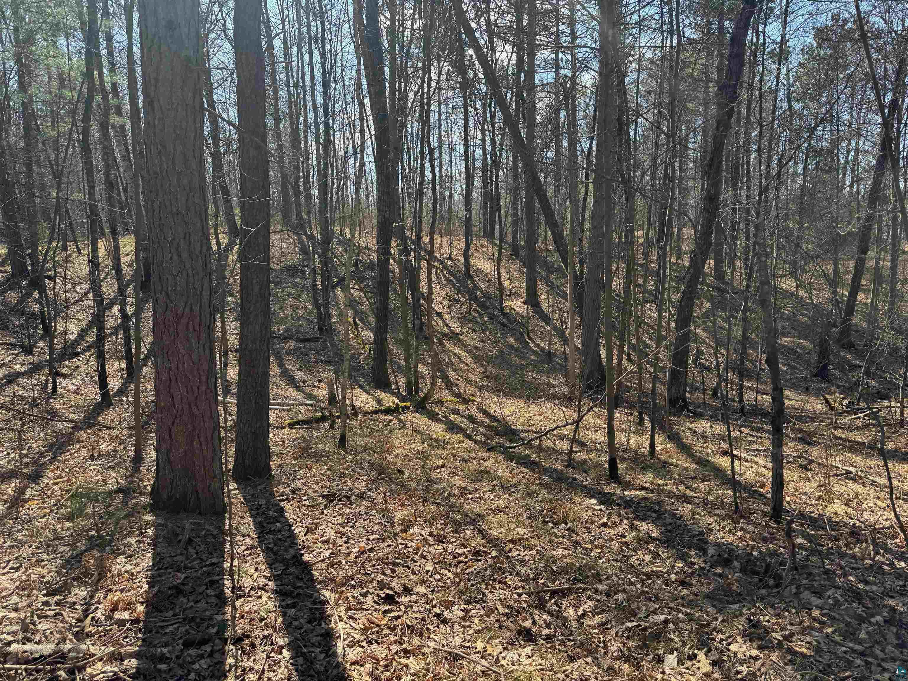 5-acres On Spring Lake Road Trego, WI 54888 - Photo 13 of 16 View of nature