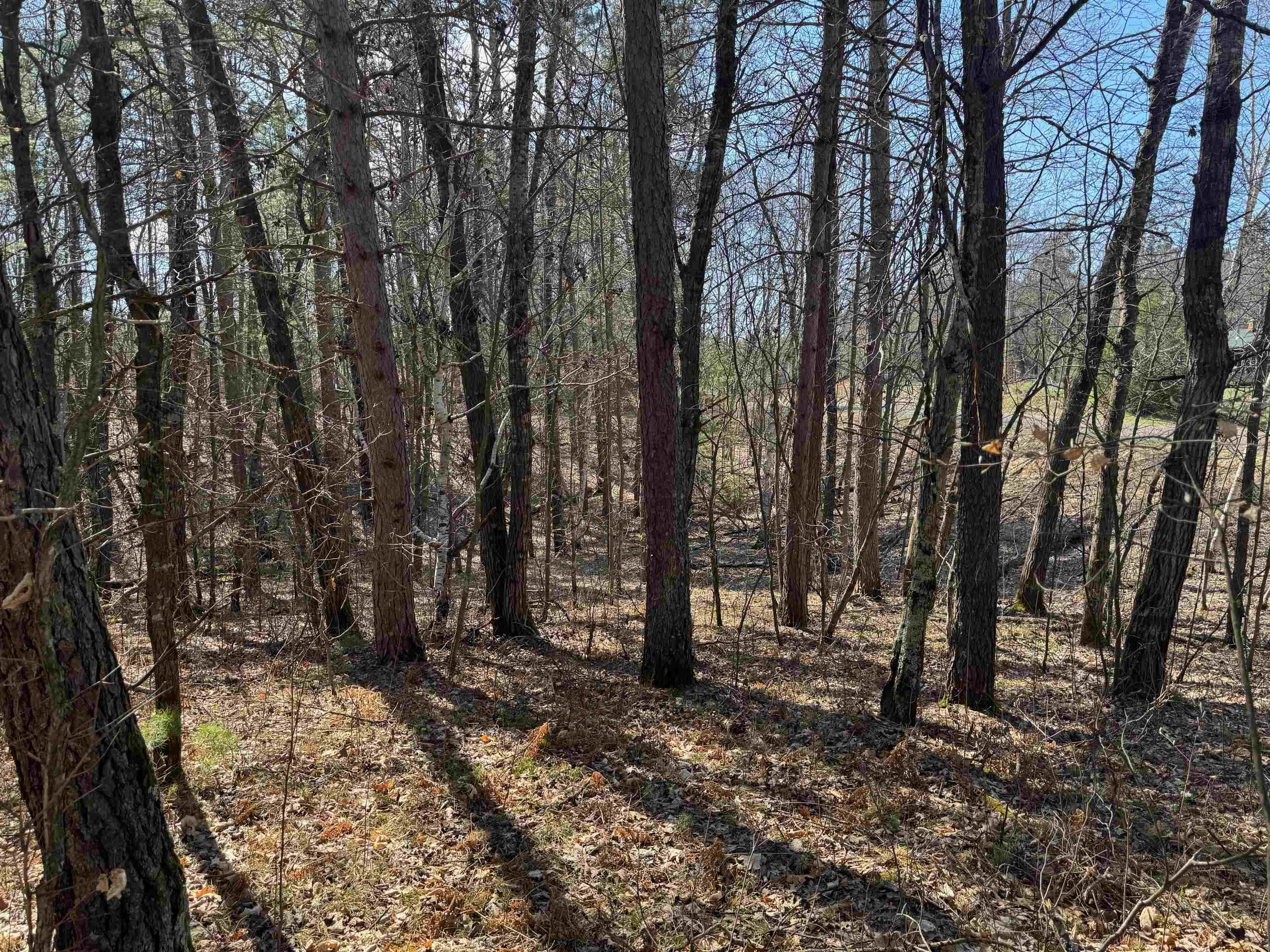 5-acres On Spring Lake Road Trego, WI 54888 - Photo 8 of 16 View of landscape