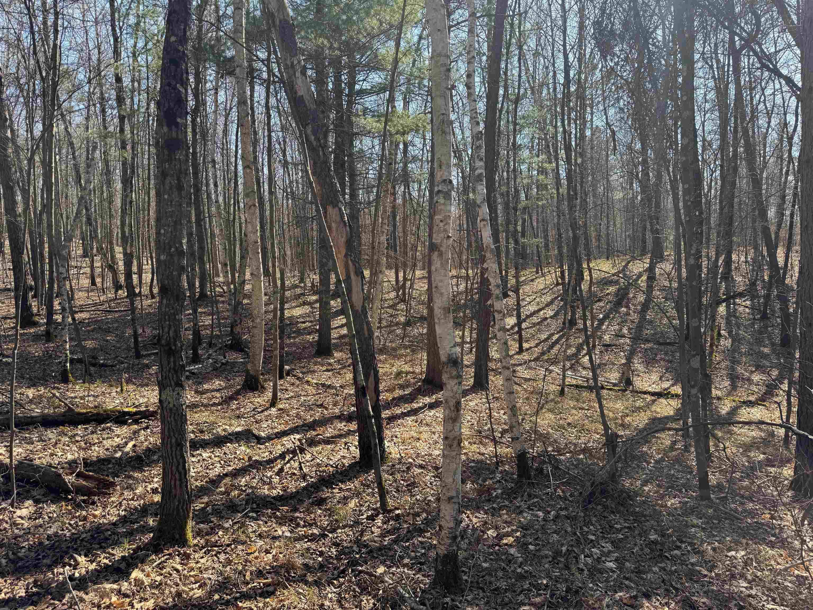 5-acres On Spring Lake Road Trego, WI 54888 - Photo 9 of 16 View of local wilderness