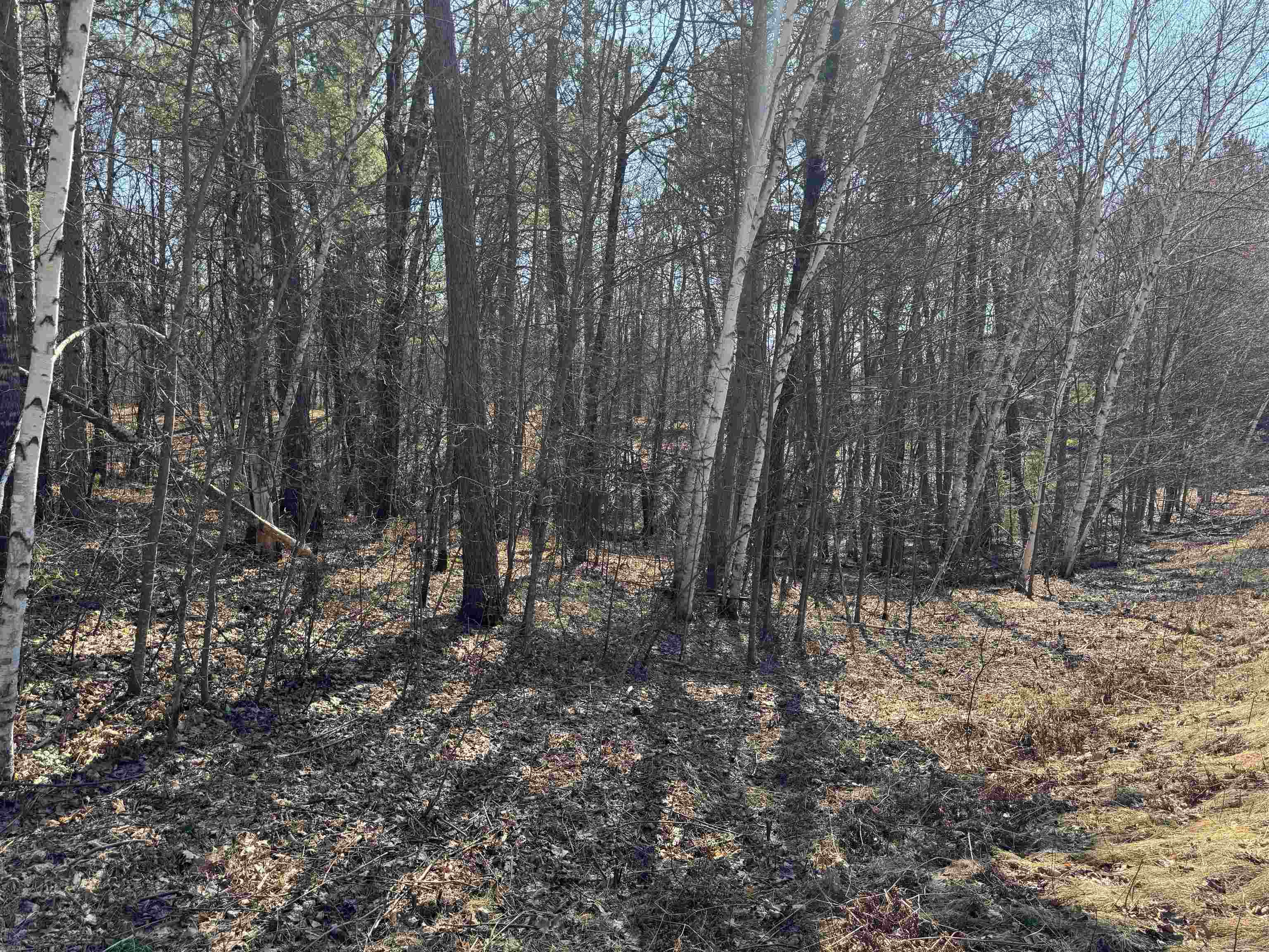 5-acres On Spring Lake Road Trego, WI 54888 - Photo 10 of 16 View of landscape