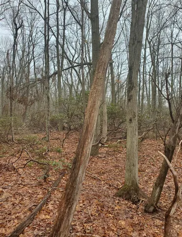 a view of a forest filled with trees