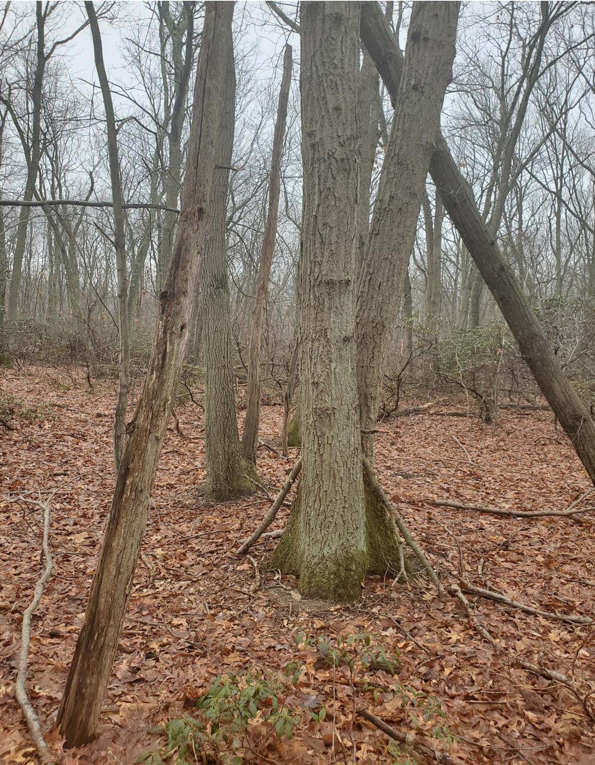 8 Steep Bank Road St. James, NY 11780 - Photo 3 of 4 a backyard of a house with lots of green space