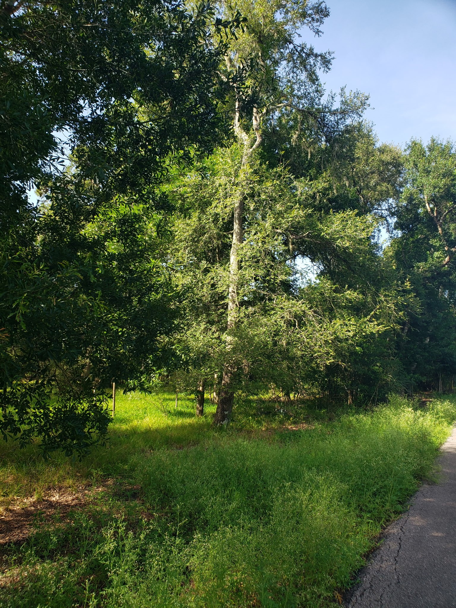 20921 East Levee Road Guy, TX 77444 - Photo 1 of 2 a view of yard with green space