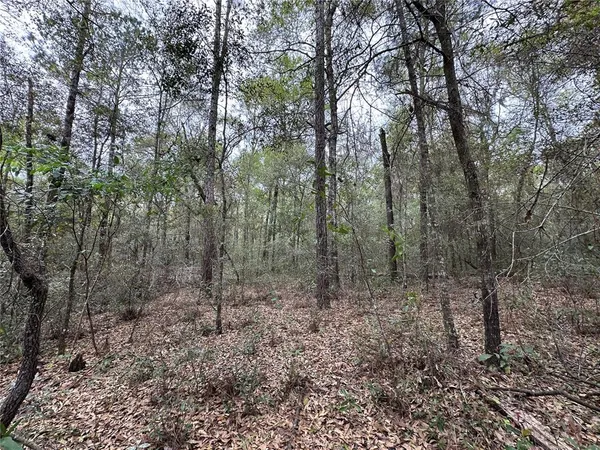a view of a forest with trees in the background