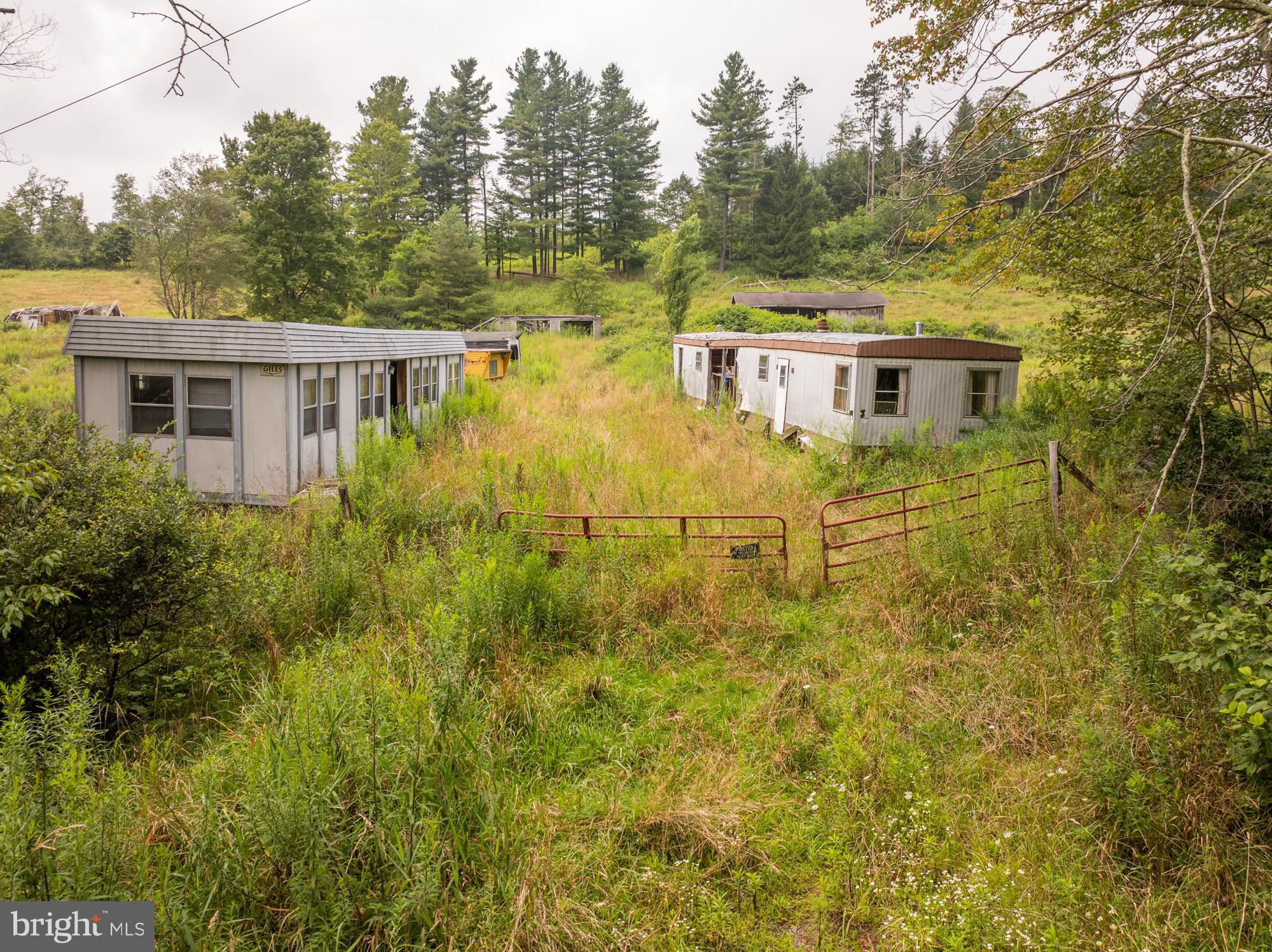 1055 Old Wilson Road Swanton, MD 21561 - Photo 3 of 19 a view of a big yard with large trees