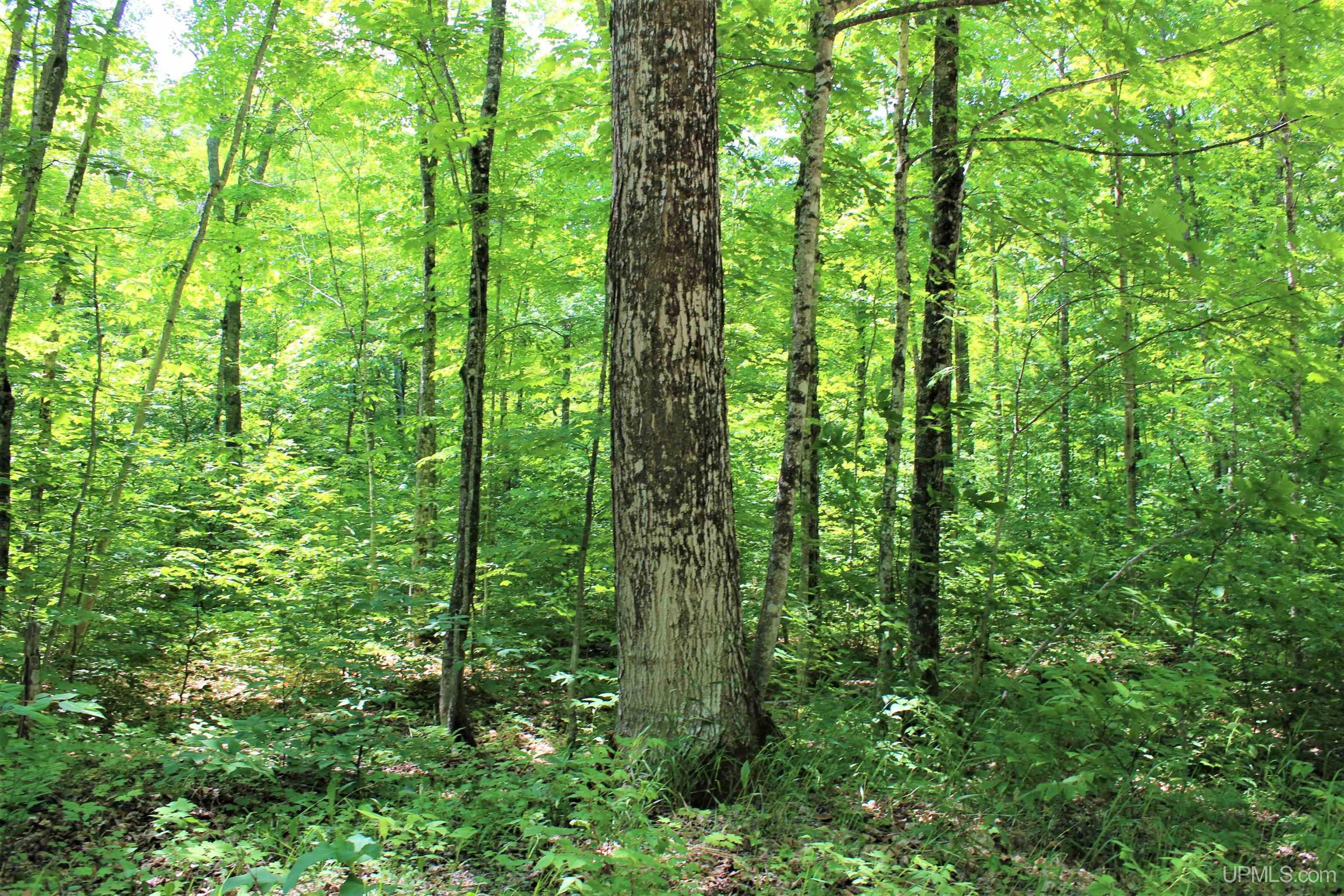 On Gage Road Munising, MI 49862 - Photo 17 of 17