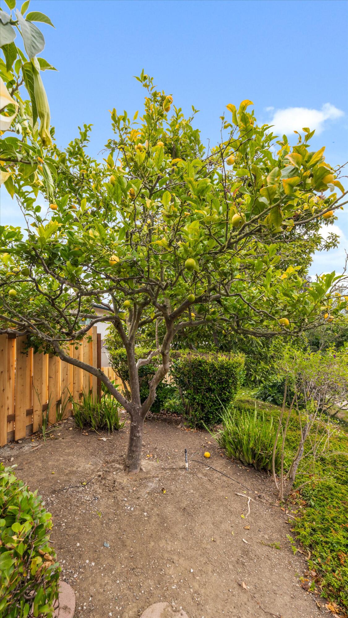 409 Northgate Drive, Unit A Goleta, CA 93117 - Photo 6 of 32 05-7L5A8325