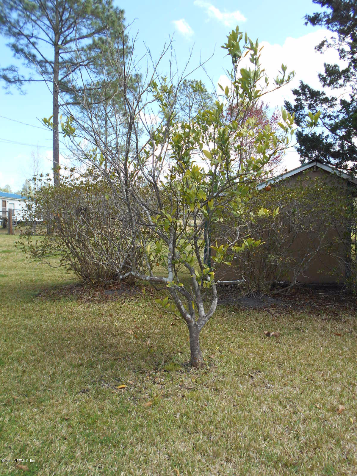 75179 Randy Road Yulee, FL 32097 - Photo 46 of 56 a view of a yard with a tree