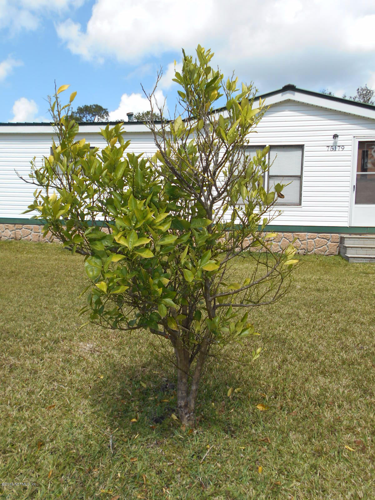 75179 Randy Road Yulee, FL 32097 - Photo 48 of 56 47 Hamlin Orange