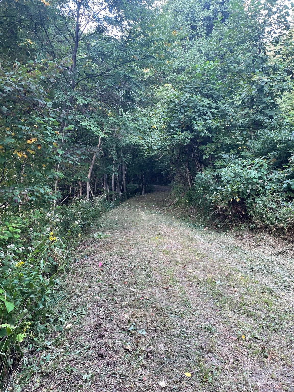 1781 High Line Road, Unit 63 Sylva, NC 28779 - Photo 3 of 22 a view of a forest with trees in the background