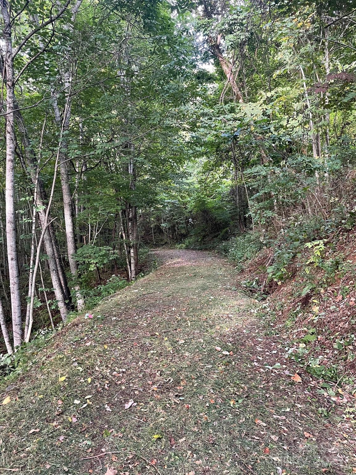 1781 High Line Road, Unit 63 Sylva, NC 28779 - Photo 4 of 22 a view of a forest with trees