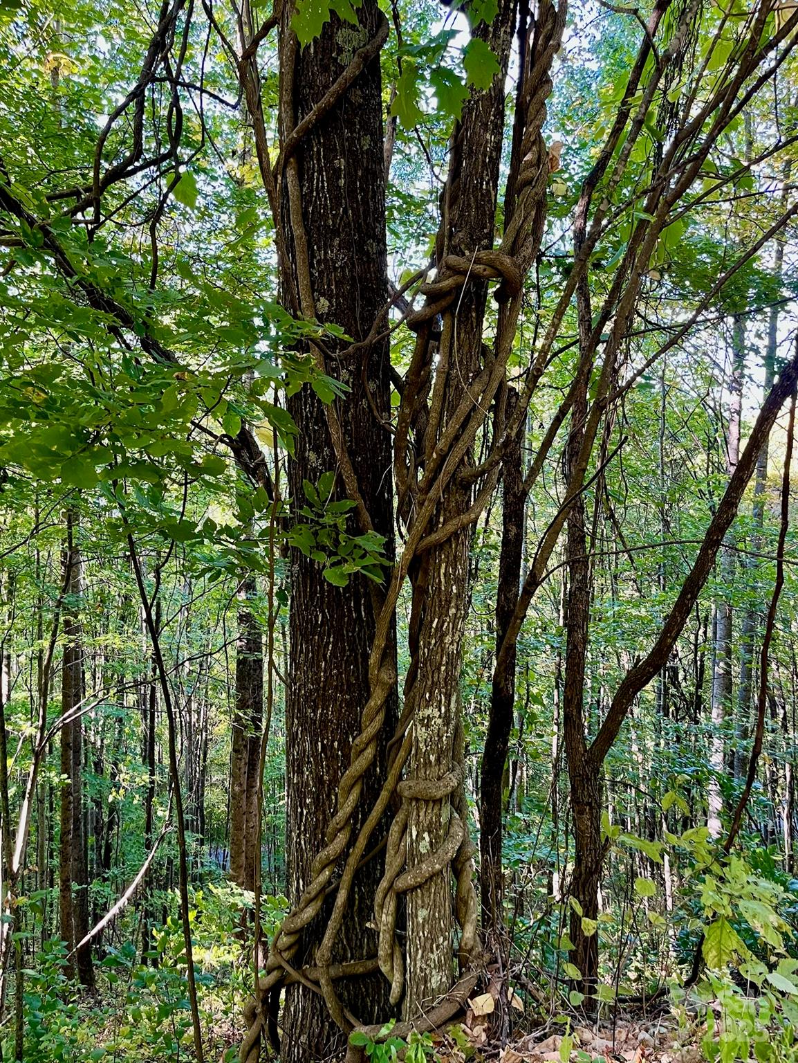 1781 High Line Road, Unit 63 Sylva, NC 28779 - Photo 5 of 22 a picture of tree