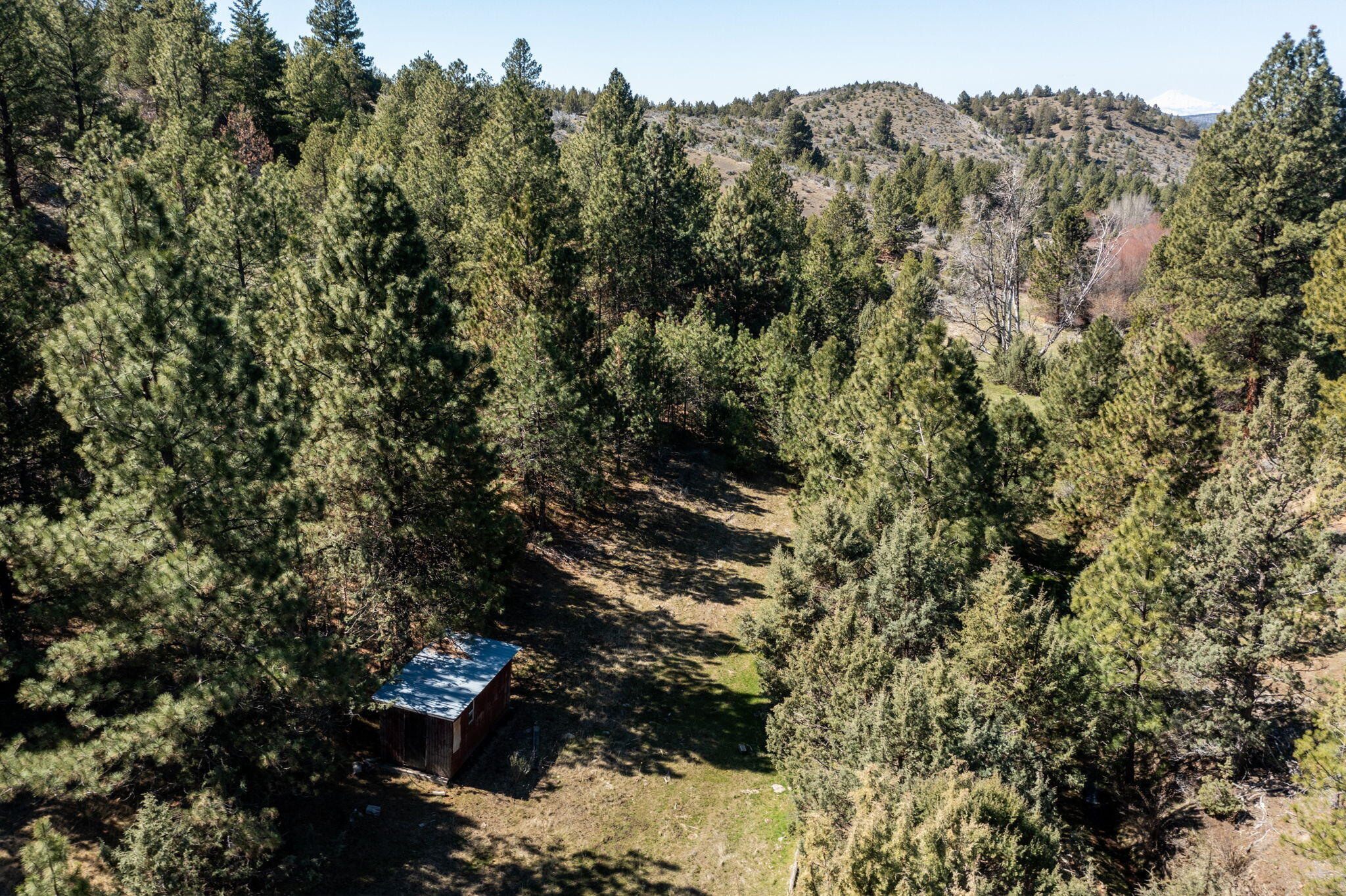 0 Southeast Grizzly Road, Unit 1215000000100 Madras, OR 97741 - Photo 26 of 39 a view of a forest with a tree
