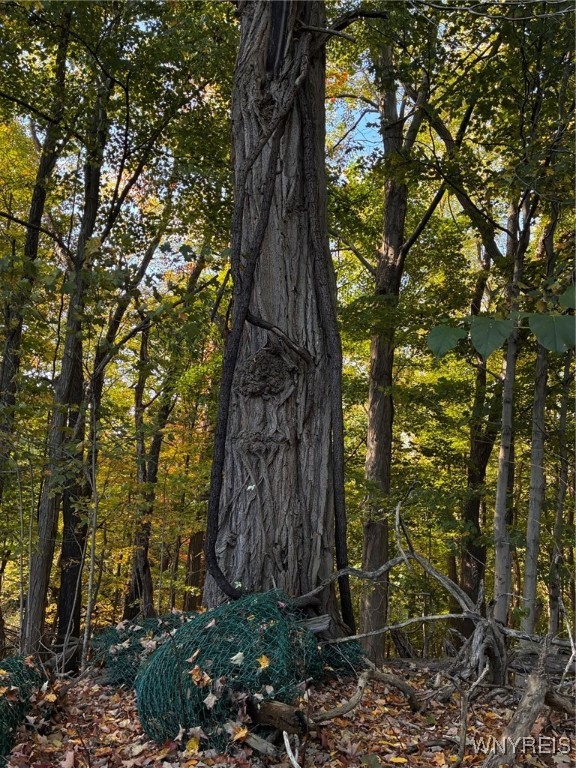 2295 Gowanda Zoar Road Collins, NY 14070 - Photo 3 of 6