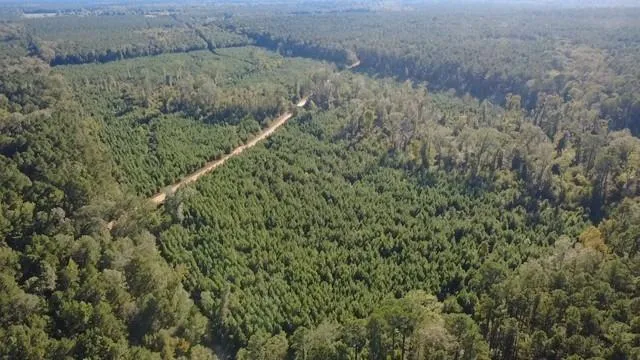 a view of a forest with a forest