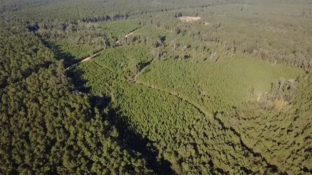 a view of a forest with a city