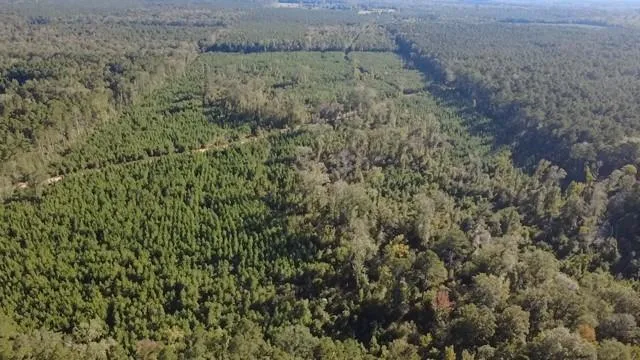 a view of a dry yard with green space