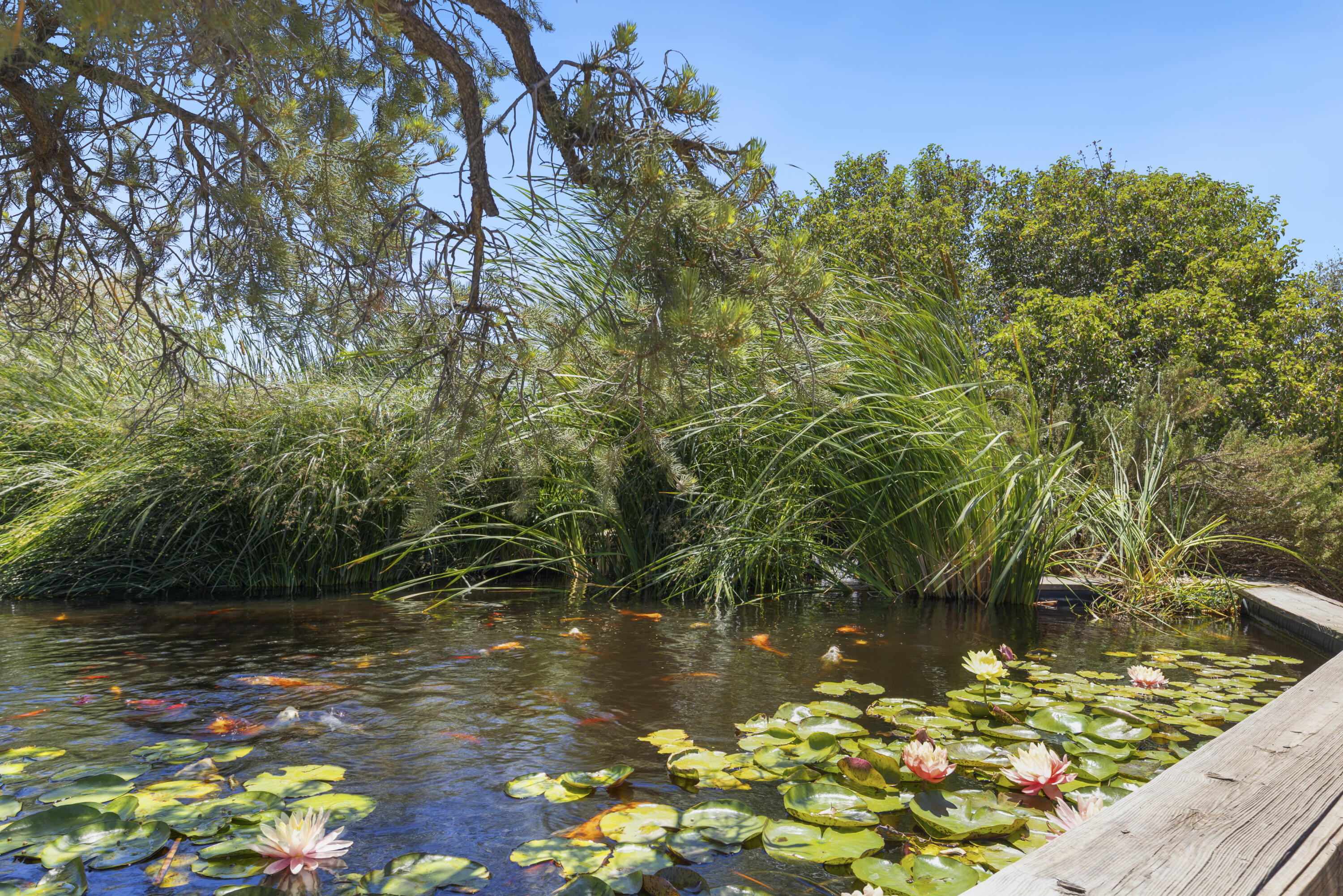 60425 Santa Rosa Road Mountain Center, CA 92561 - Photo 61 of 67 a view of a lake with a tree