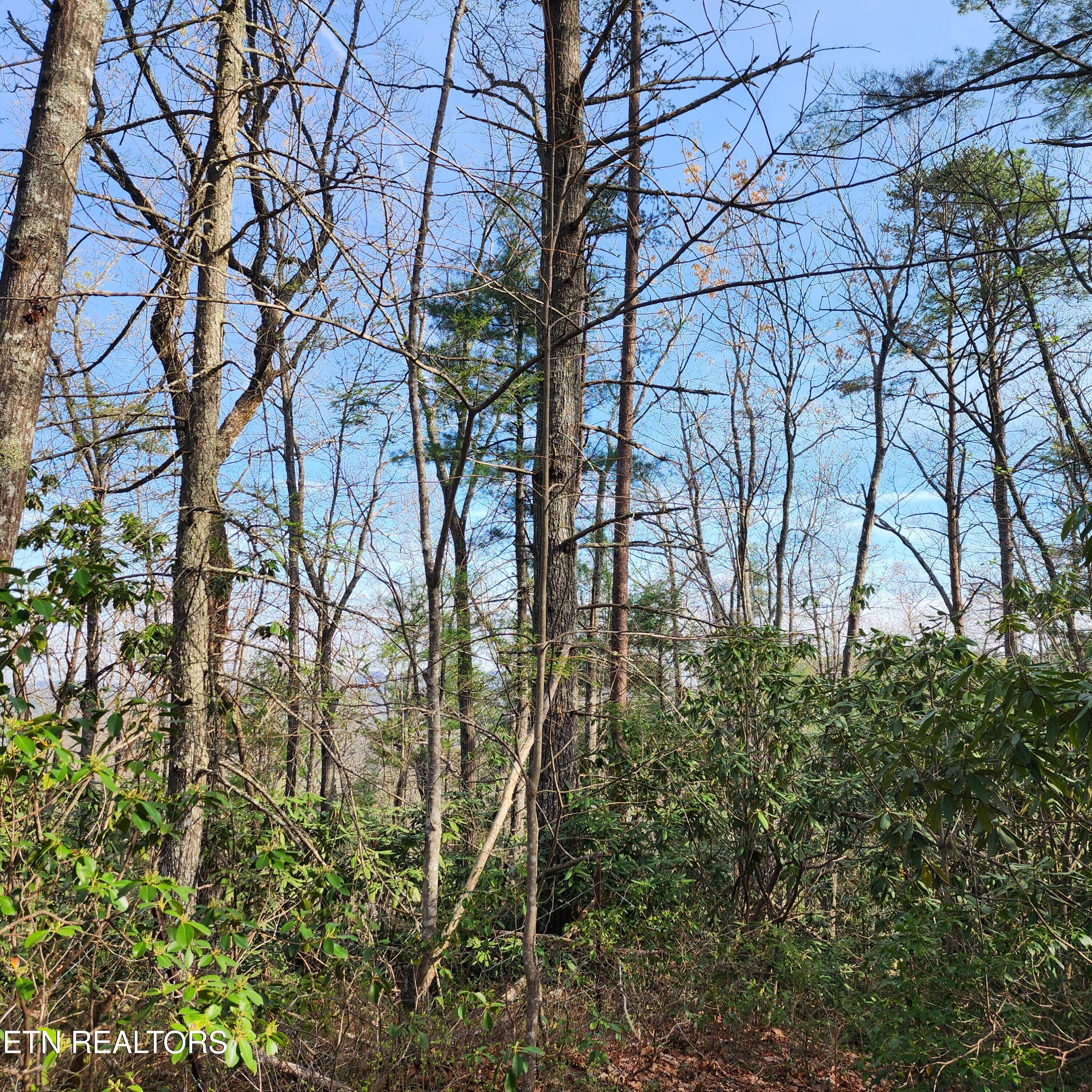 116 Stonegate Way Townsend, TN 37882 - Photo 11 of 13 20250404_095230