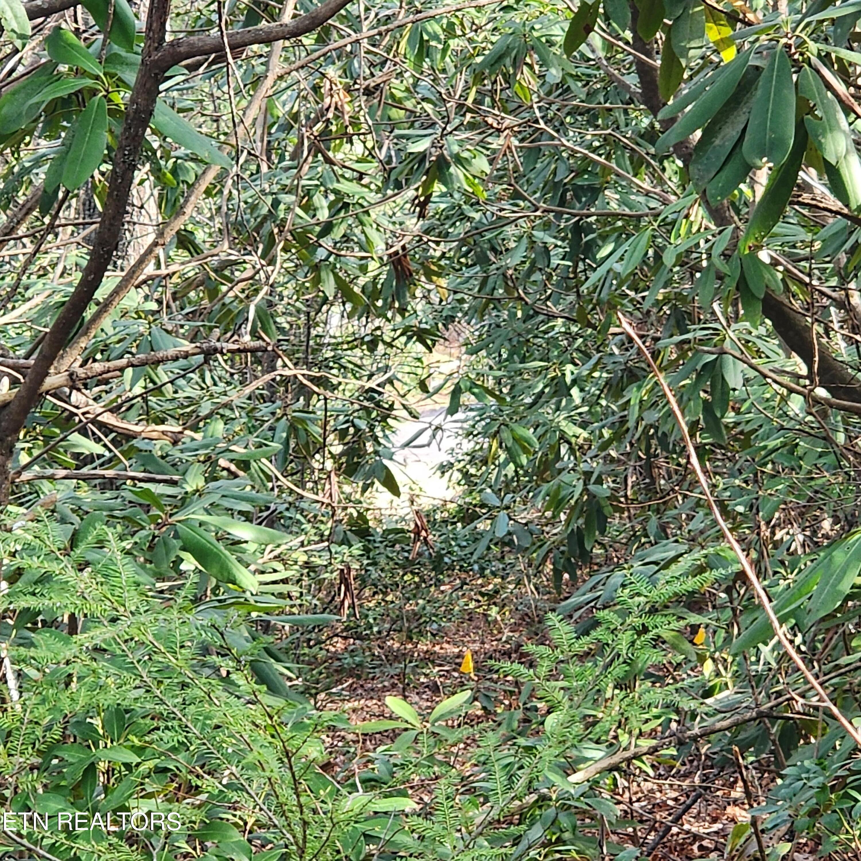 116 Stonegate Way Townsend, TN 37882 - Photo 12 of 13 20250404_095316