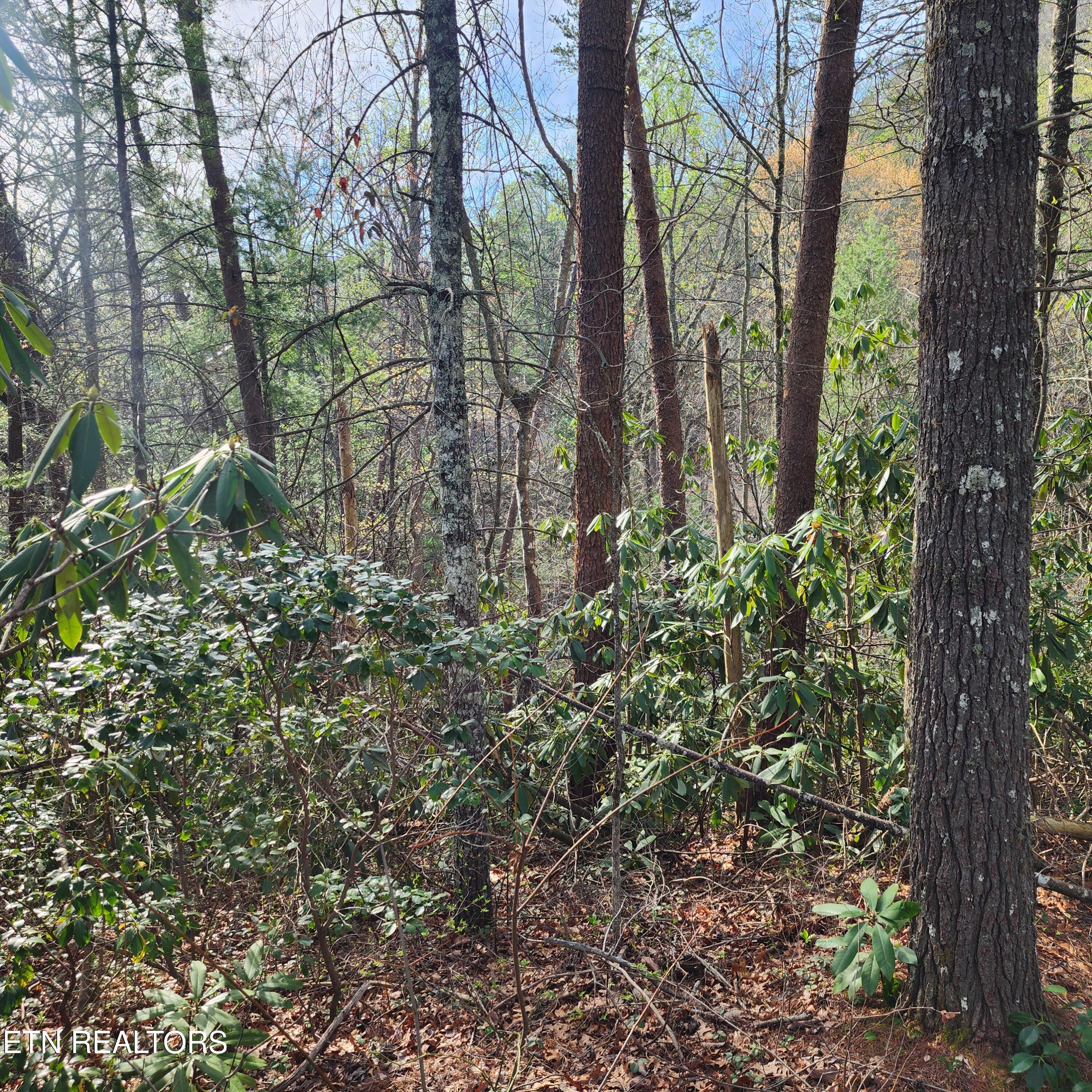 116 Stonegate Way Townsend, TN 37882 - Photo 13 of 13 20250404_095419