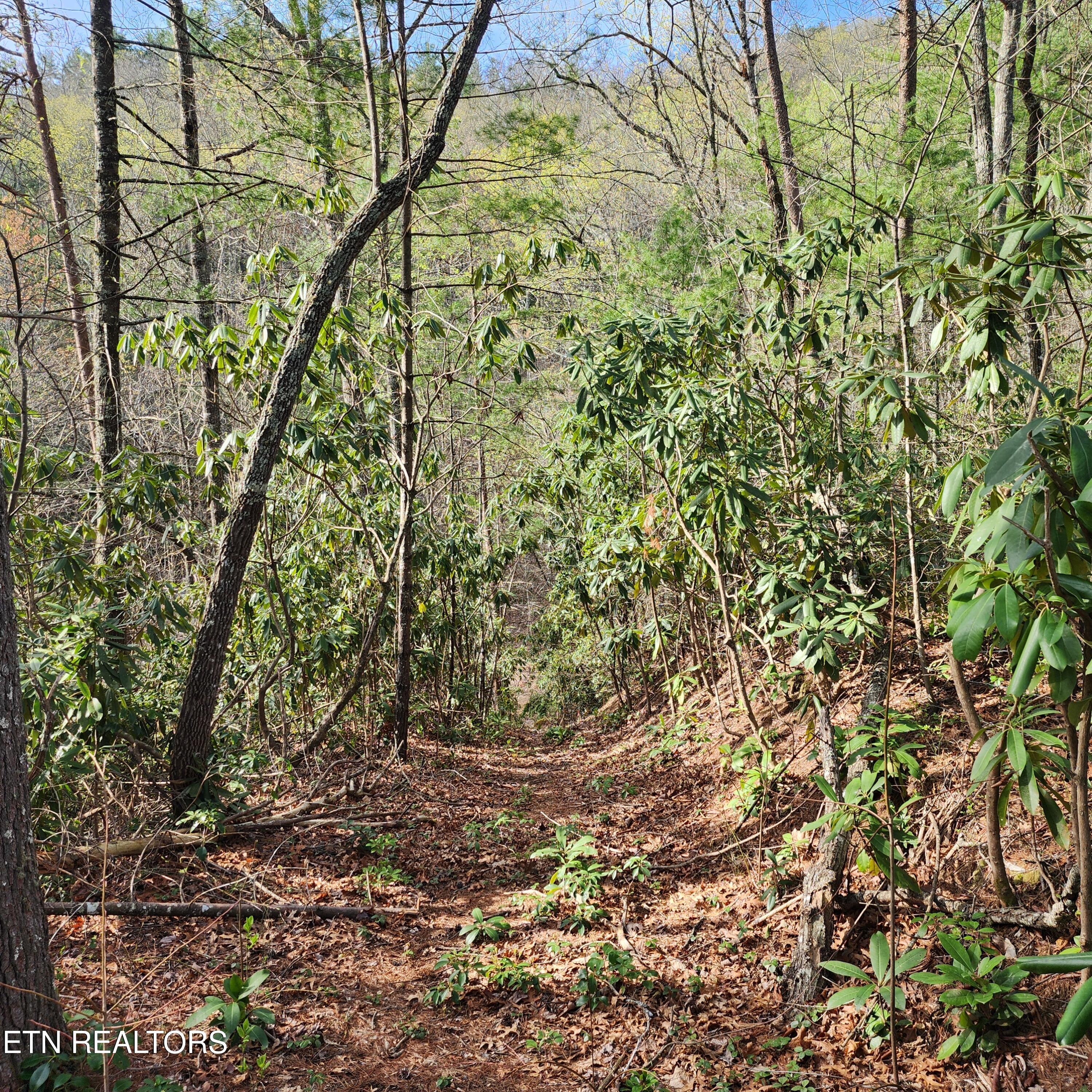 116 Stonegate Way Townsend, TN 37882 - Photo 9 of 13 20250404_095425