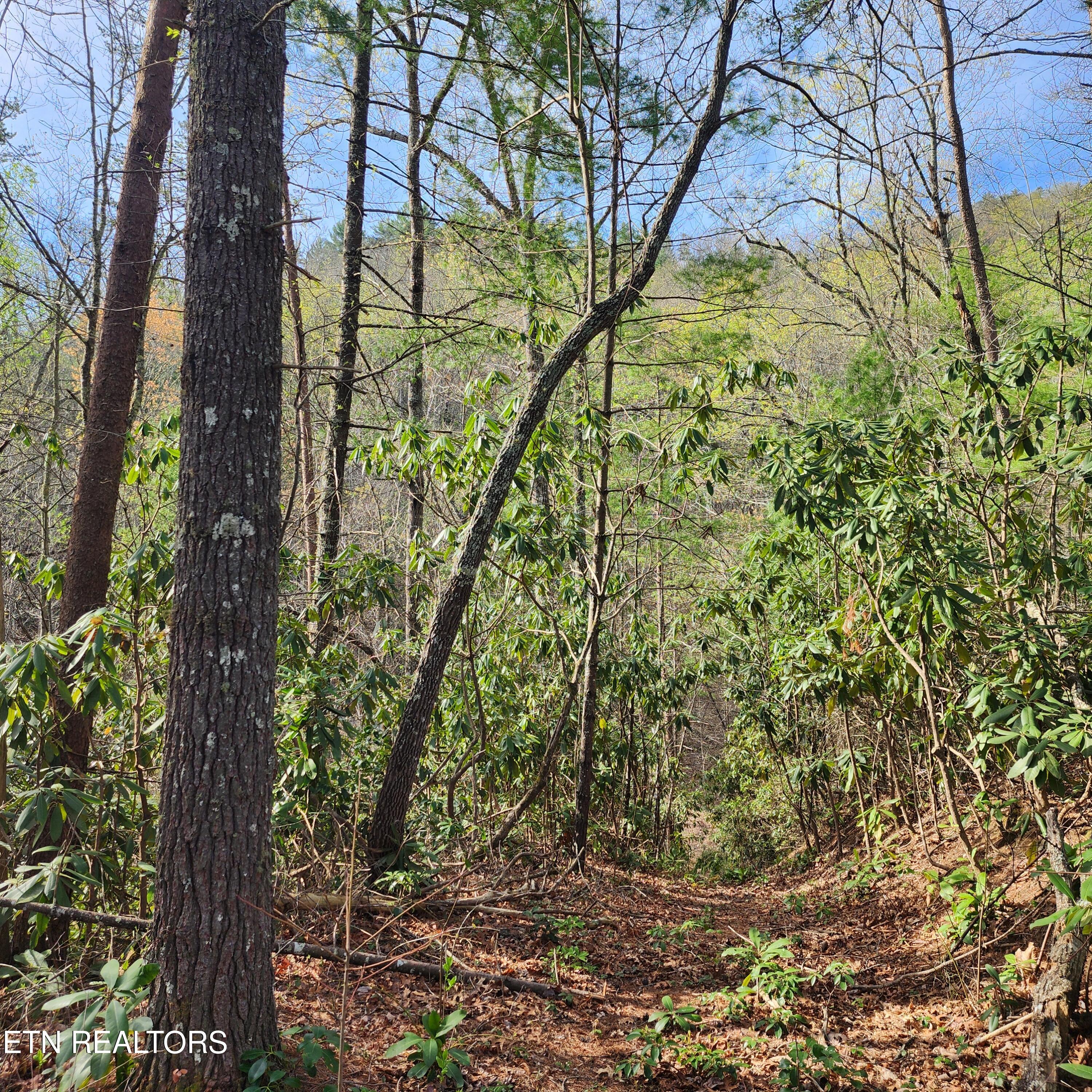 116 Stonegate Way Townsend, TN 37882 - Photo 10 of 13 20250404_095412