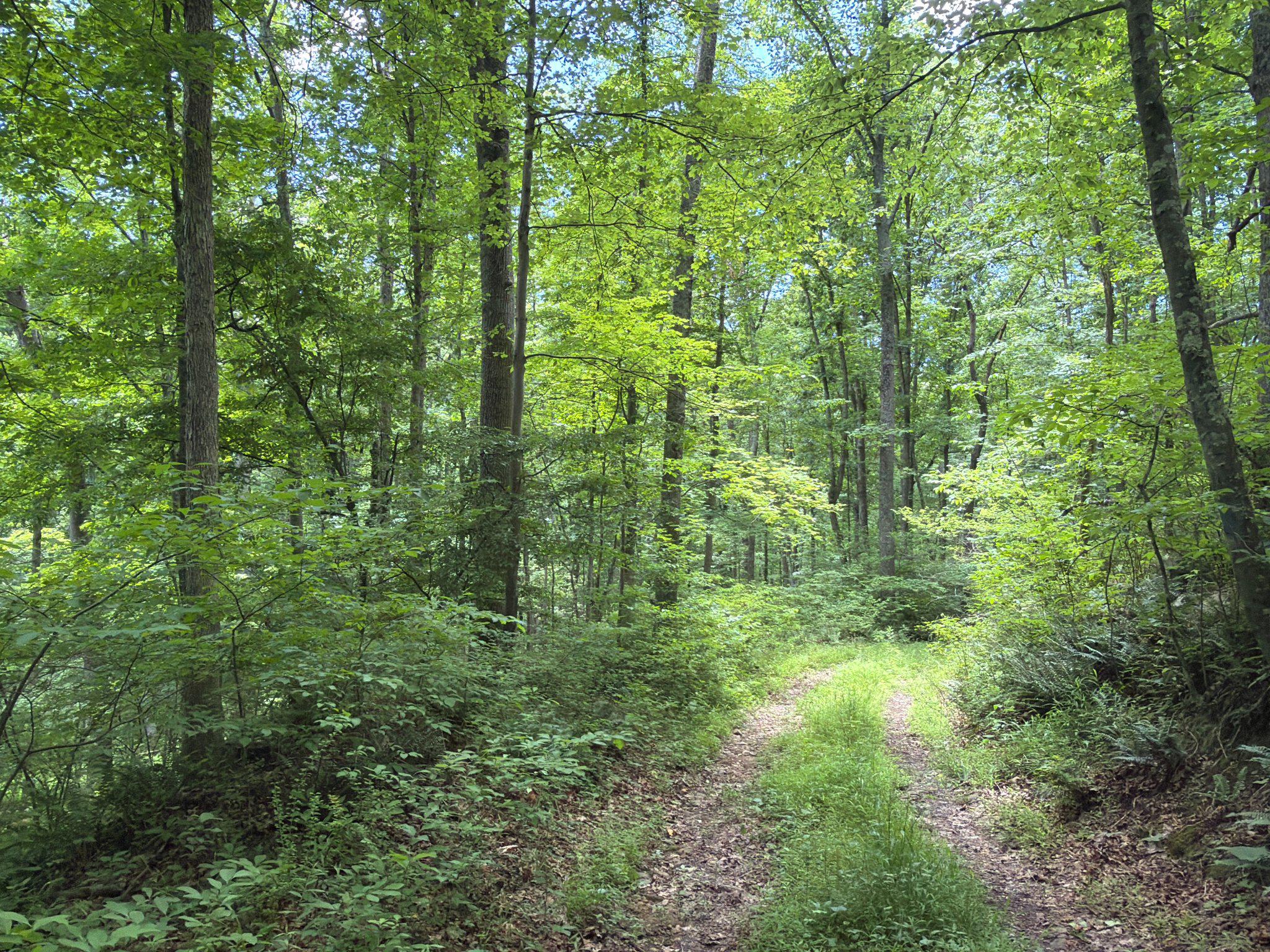 14600 Williams Road Southeast Cumberland, MD 21502 - Photo 22 of 122 Serene forest path beckons wanderers.