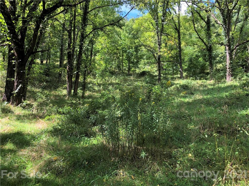 0 Smokey Cove Road Canton, NC 28716 - Photo 8 of 20 a view of a lush green forest