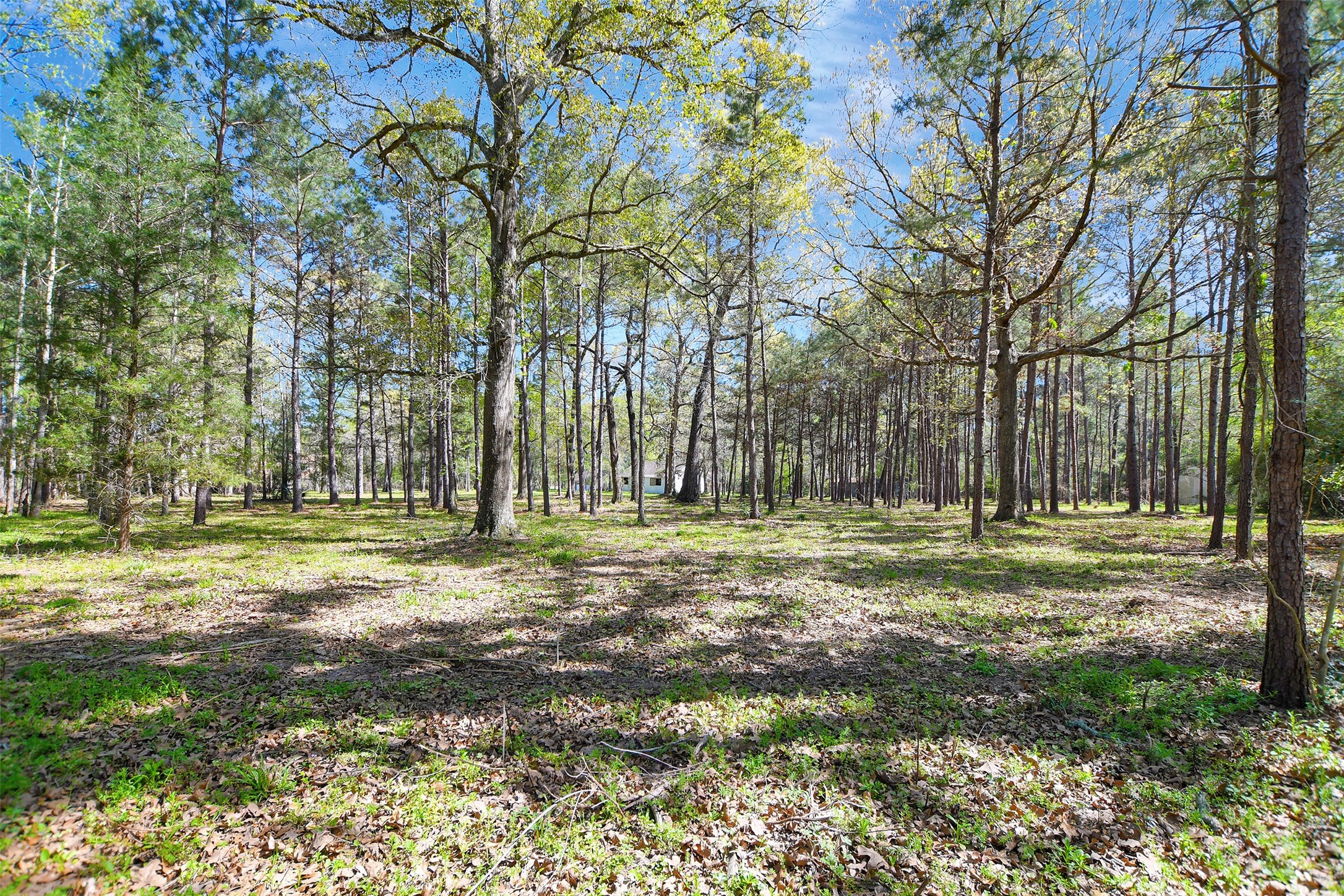 16002 Koenig Lane Conroe, TX 77384 - Photo 45 of 48 a view of a park with lots of trees