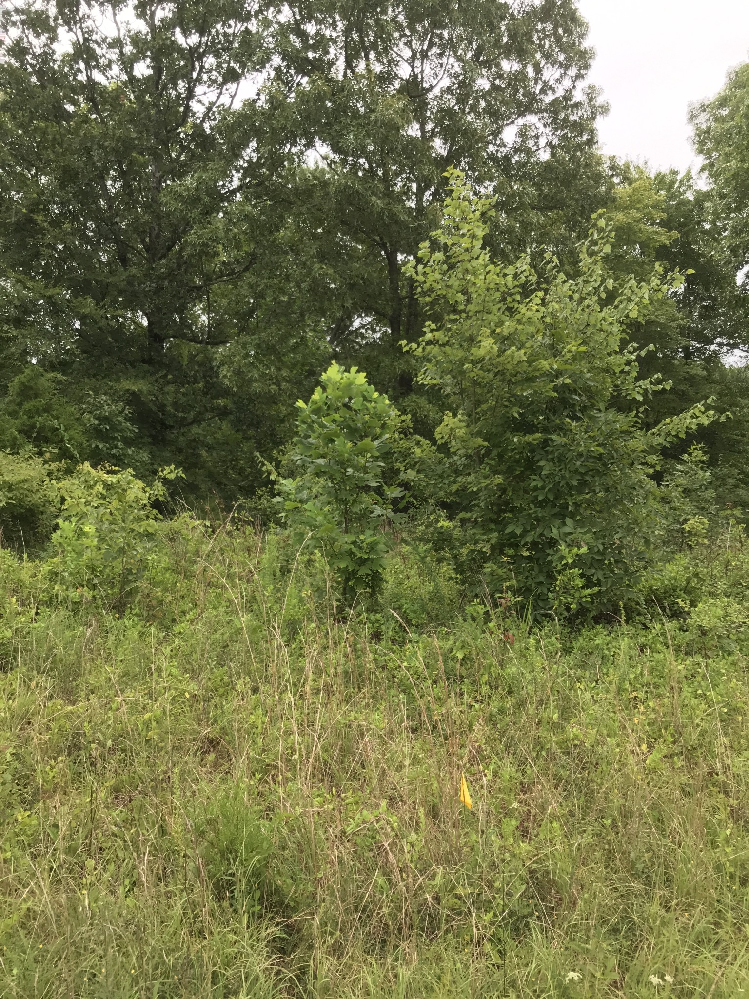 0 Bob Hollow Road Burns, TN 37029 - Photo 22 of 31 a view of a lush green forest